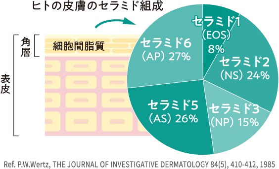 ヒトの皮膚のセラミド組成 Ref. P.W.Wertz, THE JOURNAL OF INVESTIGATIVE DERMATOLOGY 84(5), 410-412, 1985